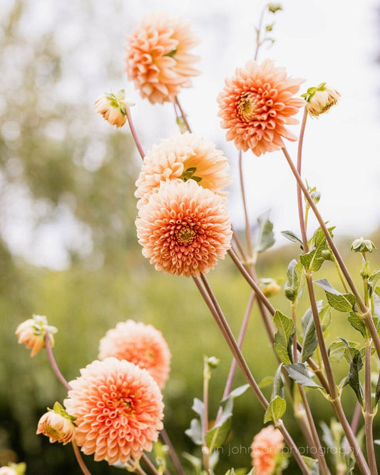 Orange Dahlia Photography Print, Summer Botanical Garden Gift, Flower Nature Art Prints, Canvas or Unframed Photo - eireanneilis