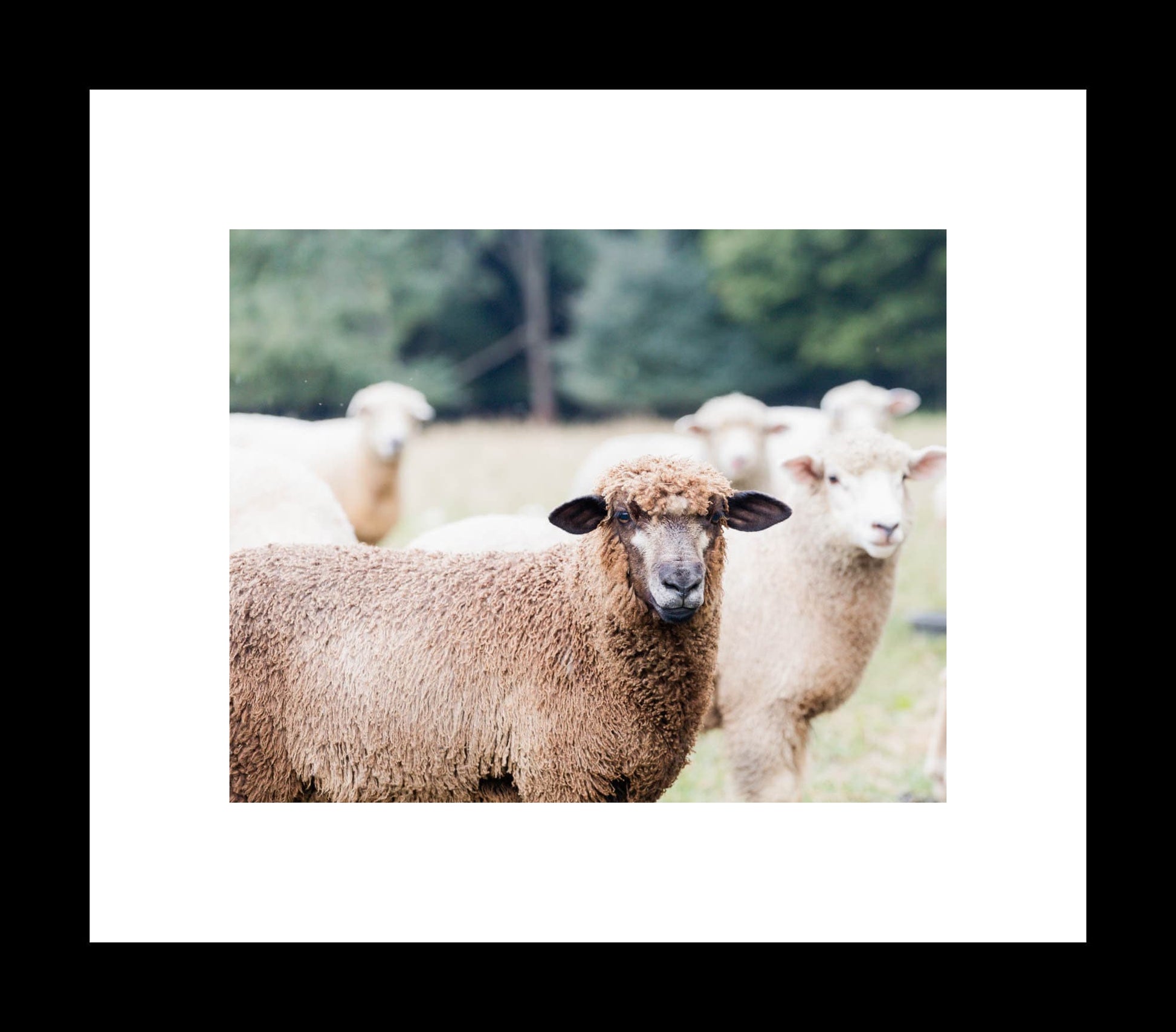 Black Sheep Farmhouse Photography Print, Animal Nursery Wall Art, Cottage Home Decor, Unframed Prints or Canvas Wrap - eireanneilis