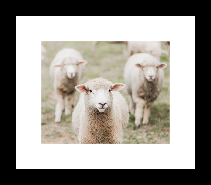 Rustic Farmhouse Photography Prints, Sheep Portrait Photo, Animal Wall Art, Nursery Decor, Unframed Prints or Canvas Wrap - eireanneilis