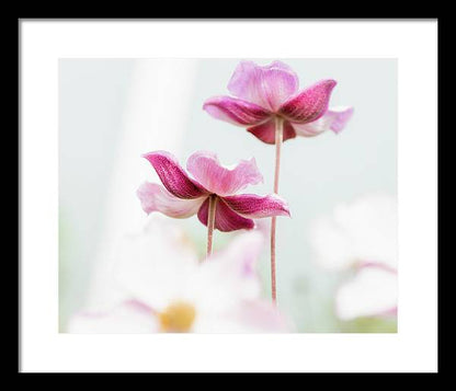 Japanese Anemone - Flower Framed Print