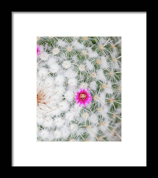 a pink flower on top of a white cactus