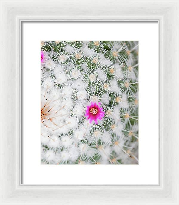 Old Lady Cactus - Framed Print