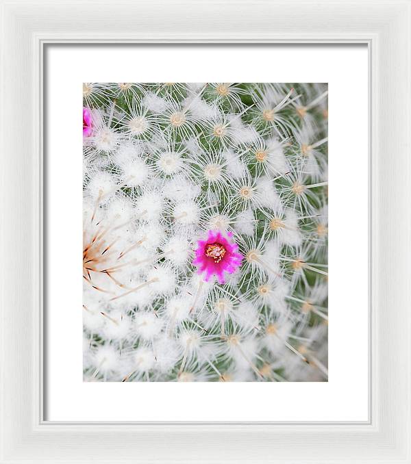 Old Lady Cactus - Framed Print