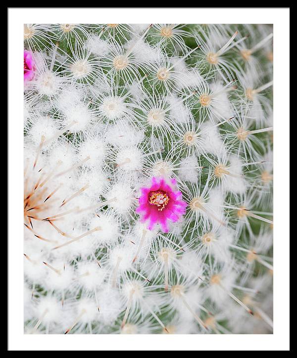 Old Lady Cactus - Framed Print