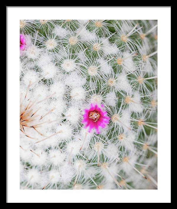 Old Lady Cactus - Framed Print