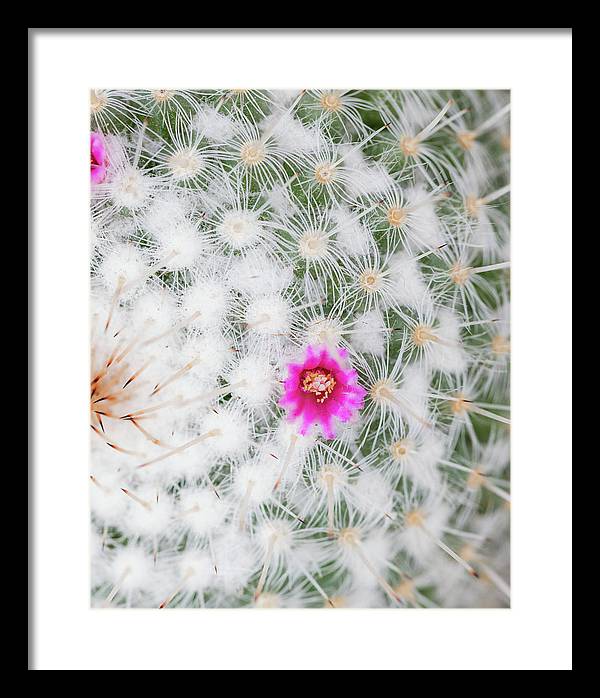 Old Lady Cactus - Framed Print