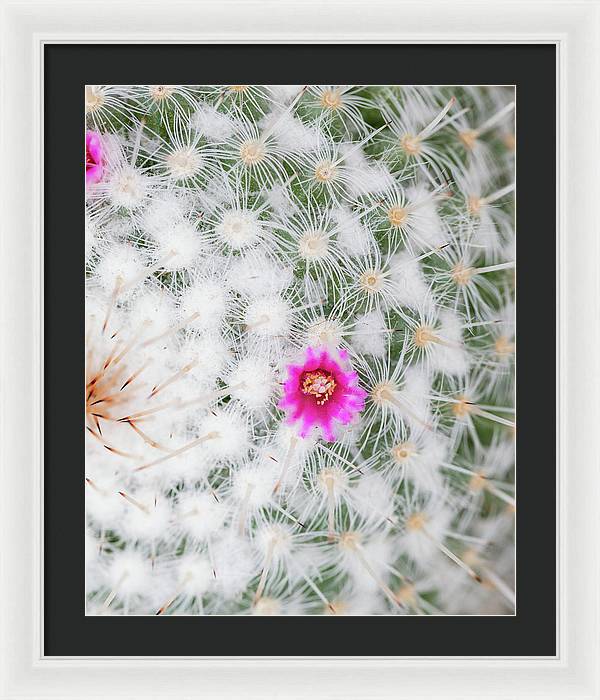 Old Lady Cactus - Framed Print