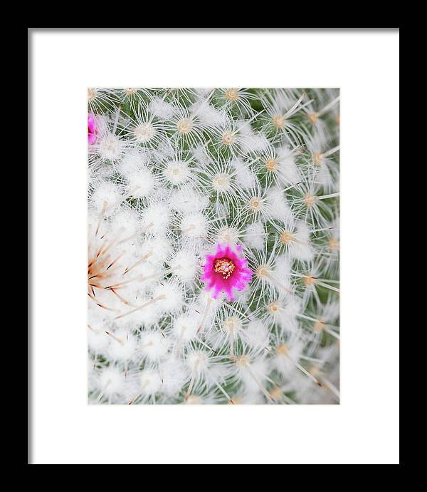 Old Lady Cactus - Framed Print