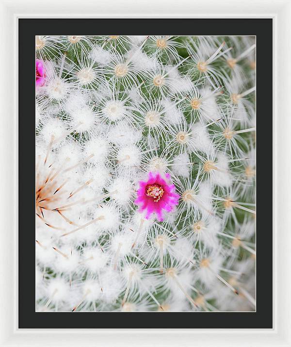 Old Lady Cactus - Framed Print