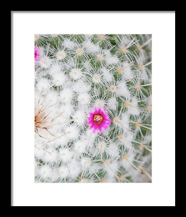 Old Lady Cactus - Framed Print