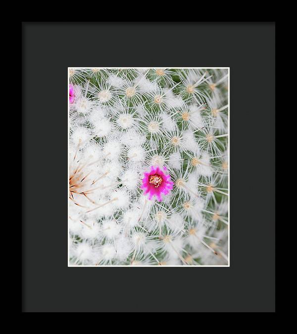 Old Lady Cactus - Framed Print