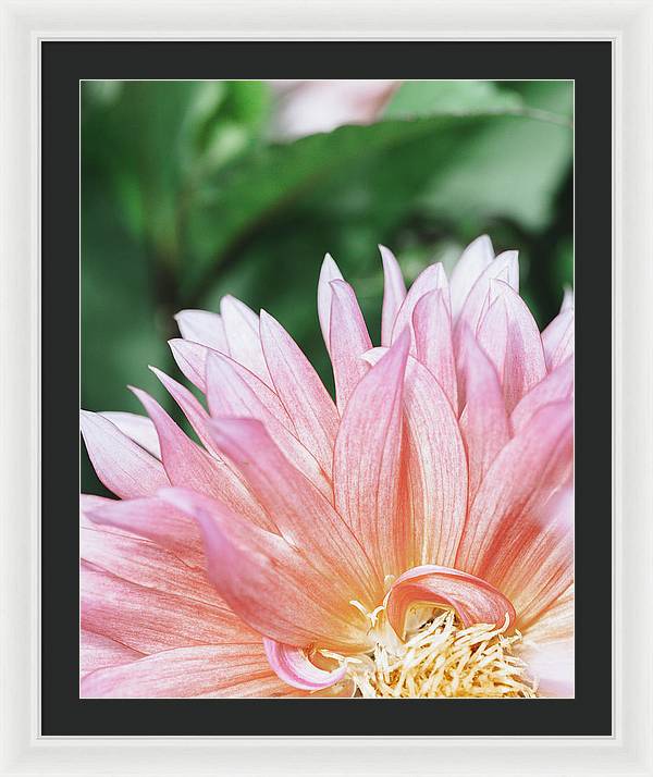 Pink Dahlia Closeup - Framed Print