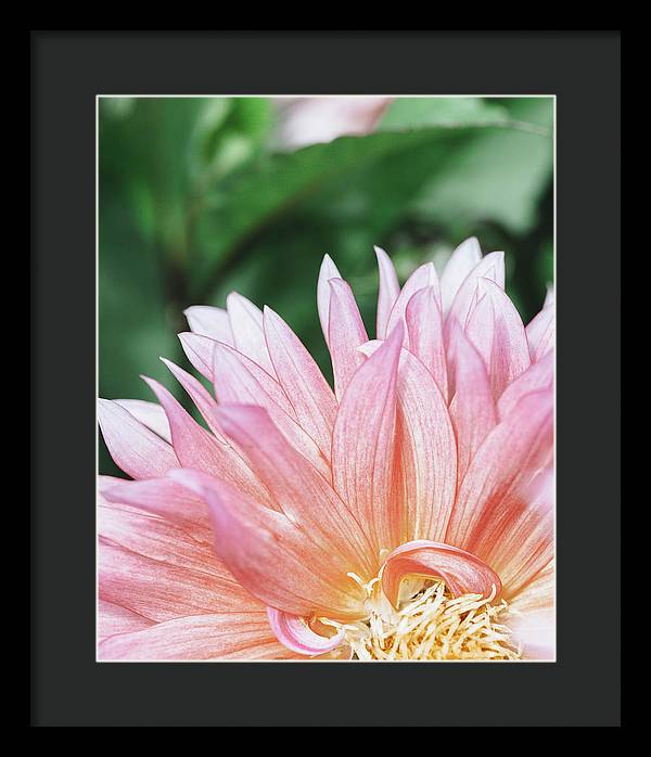 Pink Dahlia Closeup - Framed Print