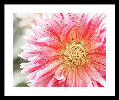 Pink Dahlia Closeup II - Framed Print