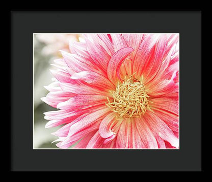 Pink Dahlia Closeup II - Framed Print