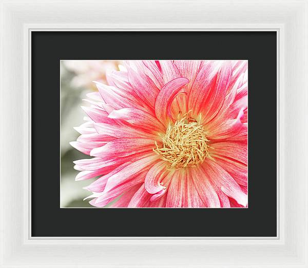 Pink Dahlia Closeup II - Framed Print