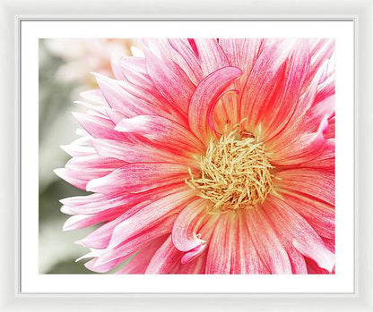 Pink Dahlia Closeup II - Framed Print