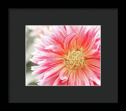 Pink Dahlia Closeup II - Framed Print