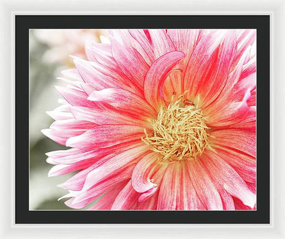 Pink Dahlia Closeup II - Framed Print