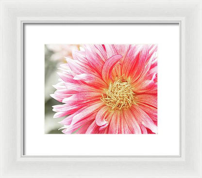 Pink Dahlia Closeup II - Framed Print