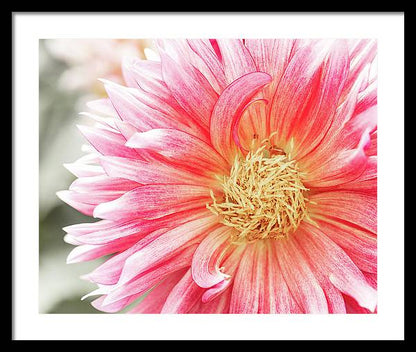 Pink Dahlia Closeup II - Framed Print