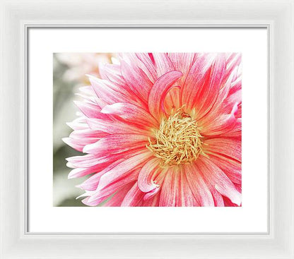 Pink Dahlia Closeup II - Framed Print