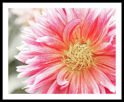 Pink Dahlia Closeup II - Framed Print