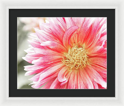 Pink Dahlia Closeup II - Framed Print