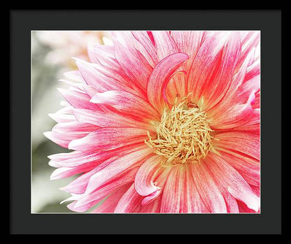 Pink Dahlia Closeup II - Framed Print