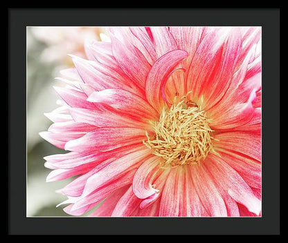 Pink Dahlia Closeup II - Framed Print