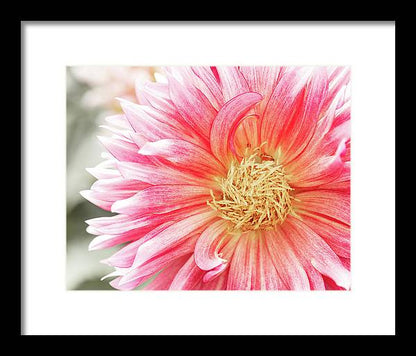 Pink Dahlia Closeup II - Framed Print