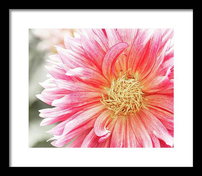 Pink Dahlia Closeup II - Framed Print