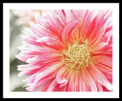 Pink Dahlia Closeup II - Framed Print