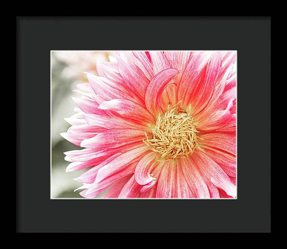 Pink Dahlia Closeup II - Framed Print