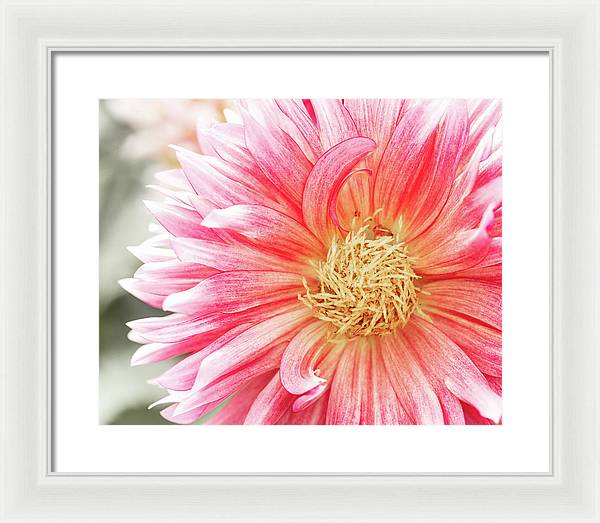 Pink Dahlia Closeup II - Framed Print