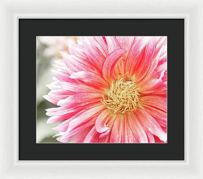 Pink Dahlia Closeup II - Framed Print