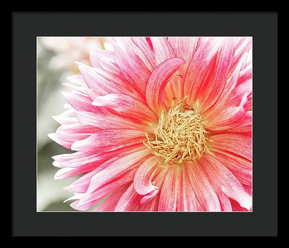 Pink Dahlia Closeup II - Framed Print