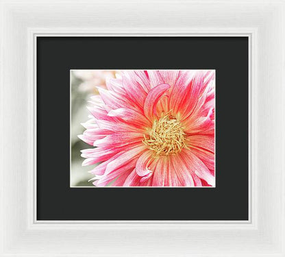 Pink Dahlia Closeup II - Framed Print