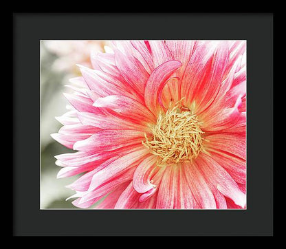 Pink Dahlia Closeup II - Framed Print