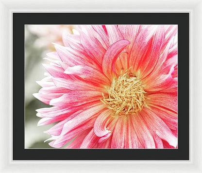 Pink Dahlia Closeup II - Framed Print