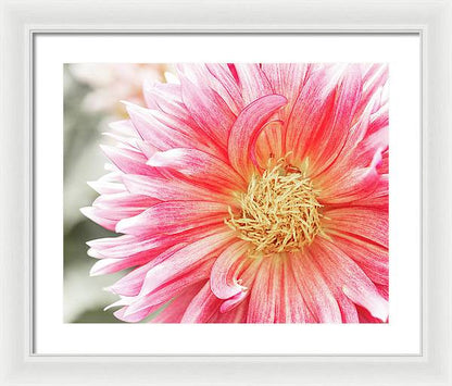 Pink Dahlia Closeup II - Framed Print