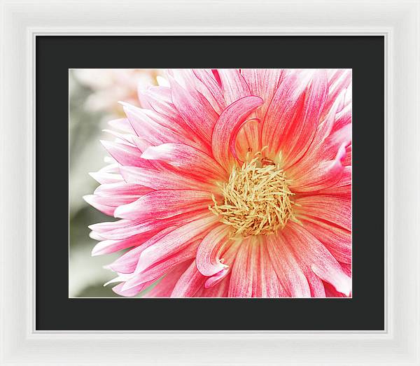 Pink Dahlia Closeup II - Framed Print