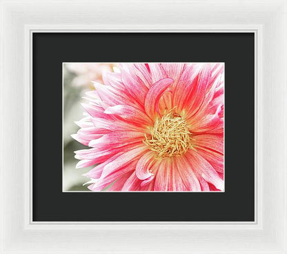 Pink Dahlia Closeup II - Framed Print