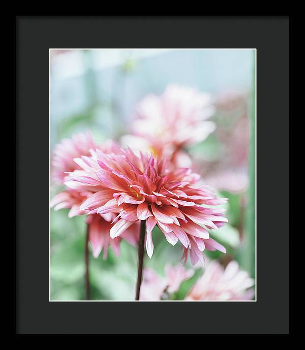 Pink Dahlia - Framed Print