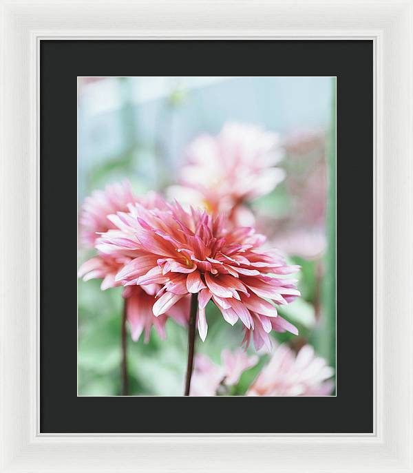 Pink Dahlia - Framed Print