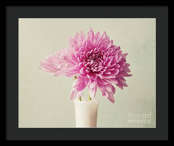 Pink Mums - Framed Print