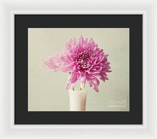 Pink Mums - Framed Print