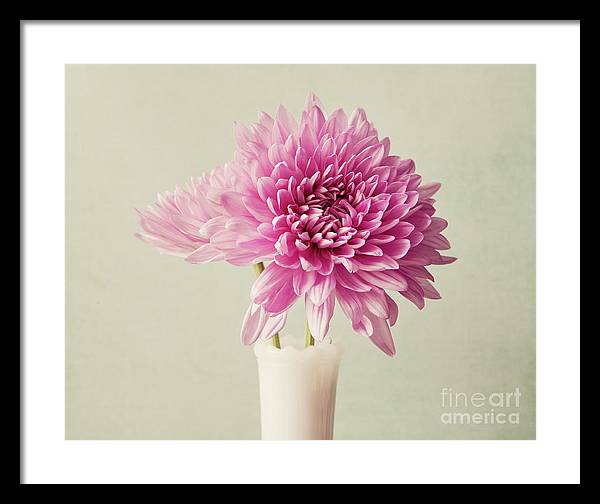 Pink Mums - Framed Print