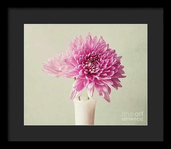 Pink Mums - Framed Print