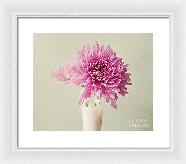 Pink Mums - Framed Print